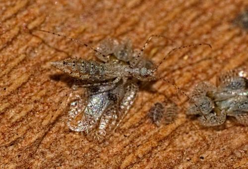 Réf. 352 660 : Empicoris sp.
